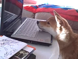 生まれたばかりの柴犬の赤ちゃんが映っているUSTREAM（ユーストリーム）映像に釘付けになる柴犬