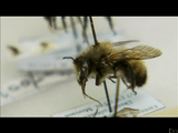 世界的な生態学的大惨事＝ミツバチの大量死を追ったドキュメンタリー／ヒストリーチャンネル「消えた蜜蜂の謎」