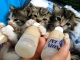 可愛すぎて悶絶！チューチュー言いながら仲良く並んでミルクを飲む3匹の子ネコ