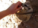 コチョコチョされて笑い転げるミーアキャット