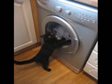ドラム式洗濯機を見ていると我慢できなくなるネコ