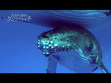 NHKスペシャル「大海原の決闘！クジラ対シャチ」