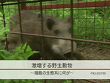 NHK・クローズアップ現代「激増する野生動物 ～福島の生態系に何が～」