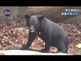 NHKサイエンスZERO「野生動物の素顔が見えた！ ～驚きのバイオロギング～」